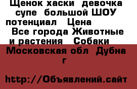 Щенок хаски, девочка супе, большой ШОУ потенциал › Цена ­ 50 000 - Все города Животные и растения » Собаки   . Московская обл.,Дубна г.